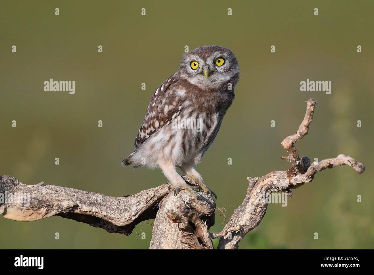 Giovane gufo, Athene noctua, si erge su un ramo asciutto su un bellissimo sfondo estivo. Foto Stock