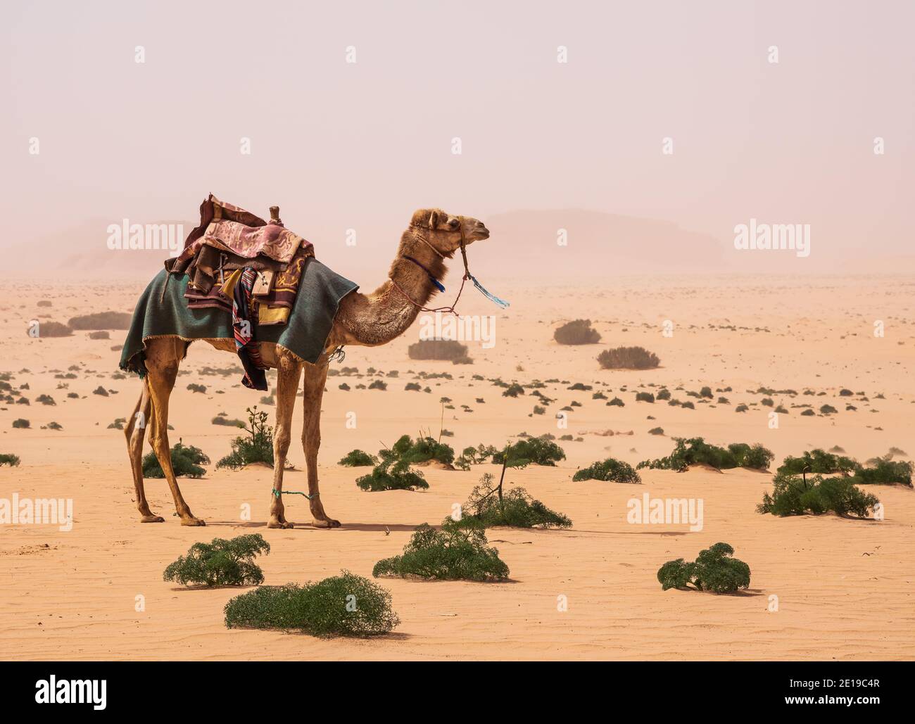 Deserto di Wadi Rum, Giordania. Un cammello nel deserto bianco. Foto Stock