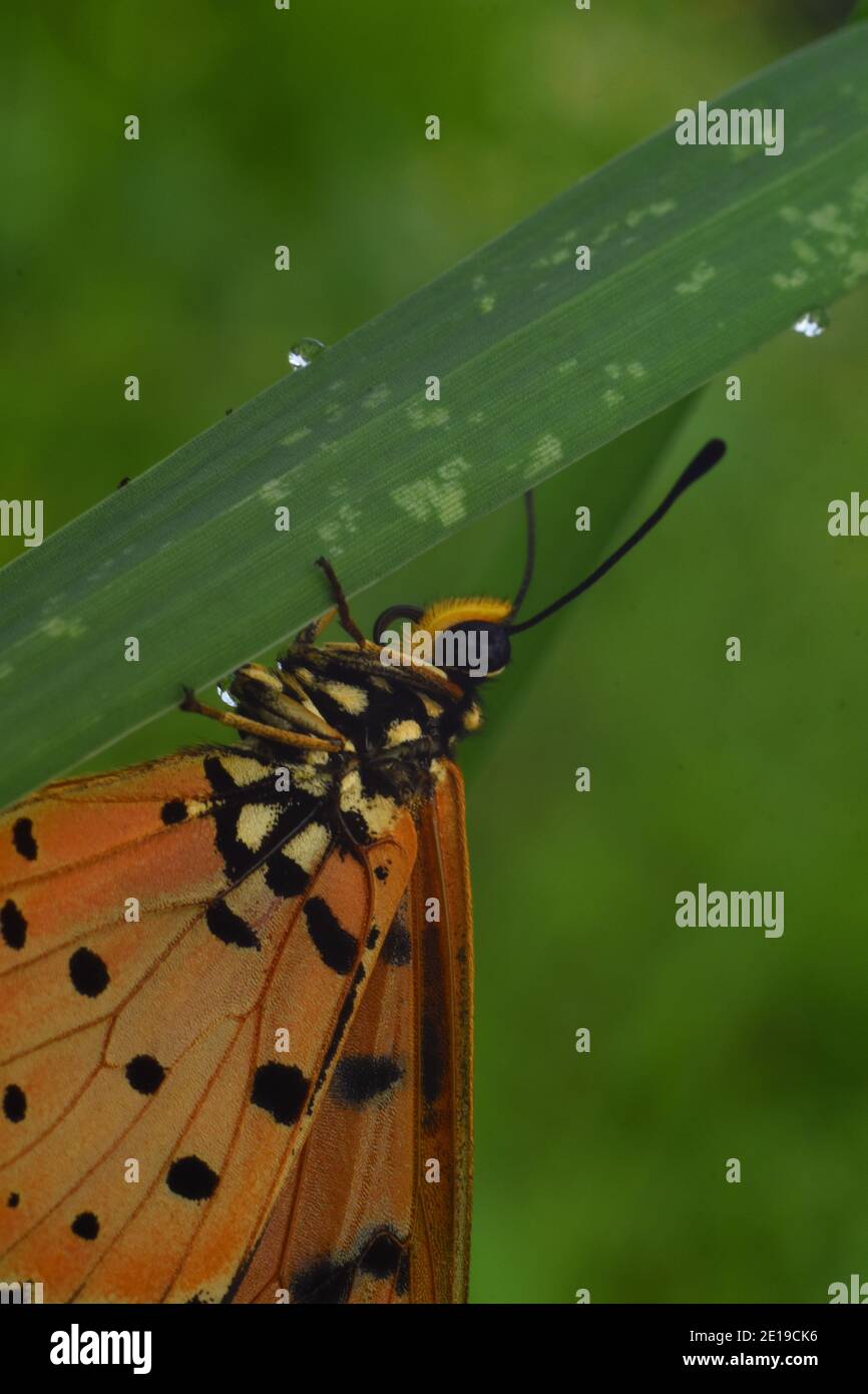 Primo piano vista della farfalla Tawny coster appollaiata sul verde erba Foto Stock