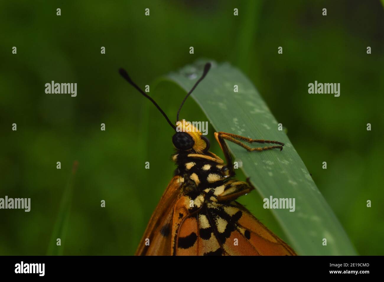 Primo piano vista della farfalla Tawny coster appollaiata sul verde erba Foto Stock