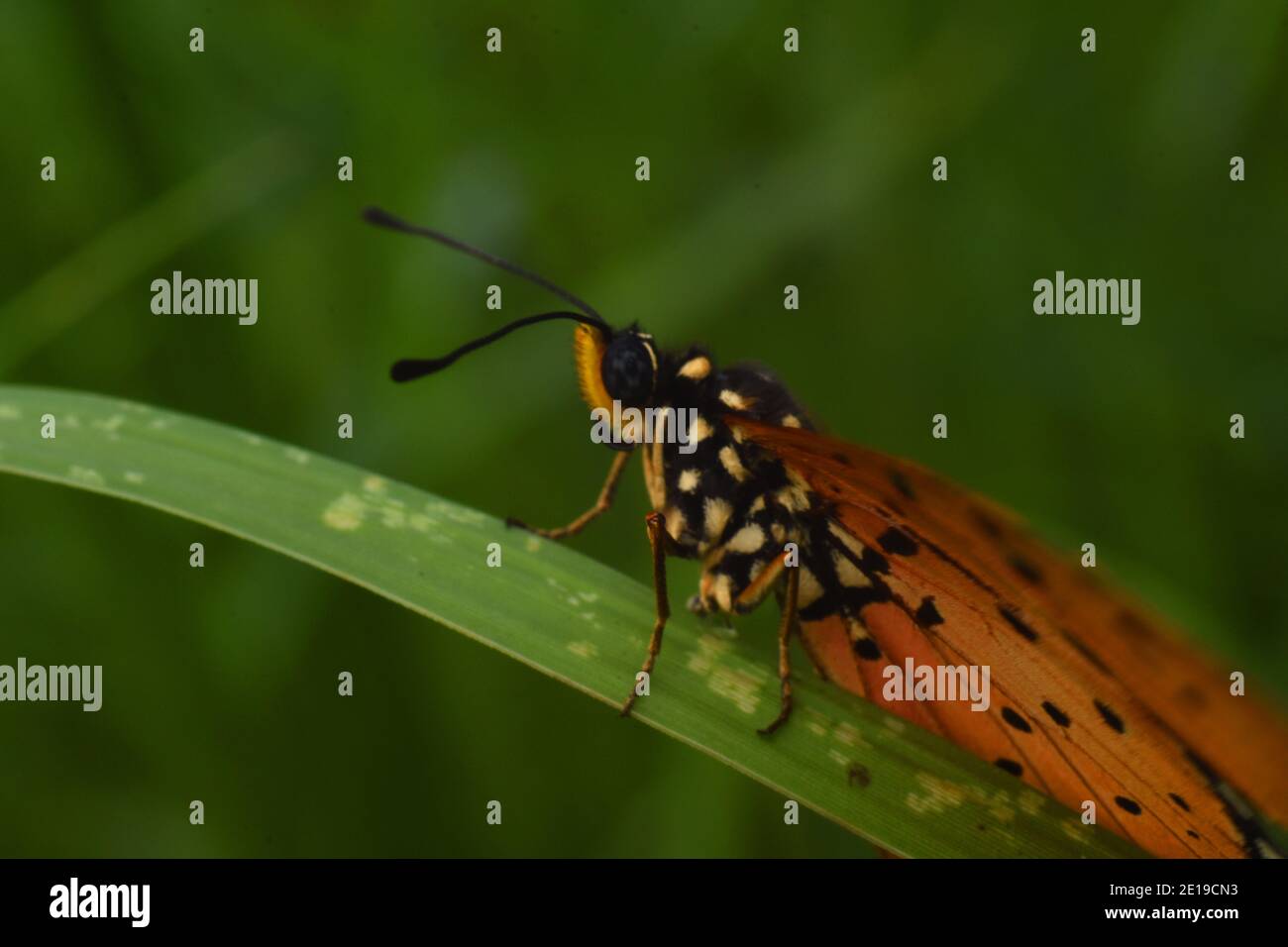 Primo piano vista della farfalla Tawny coster appollaiata sul verde erba Foto Stock