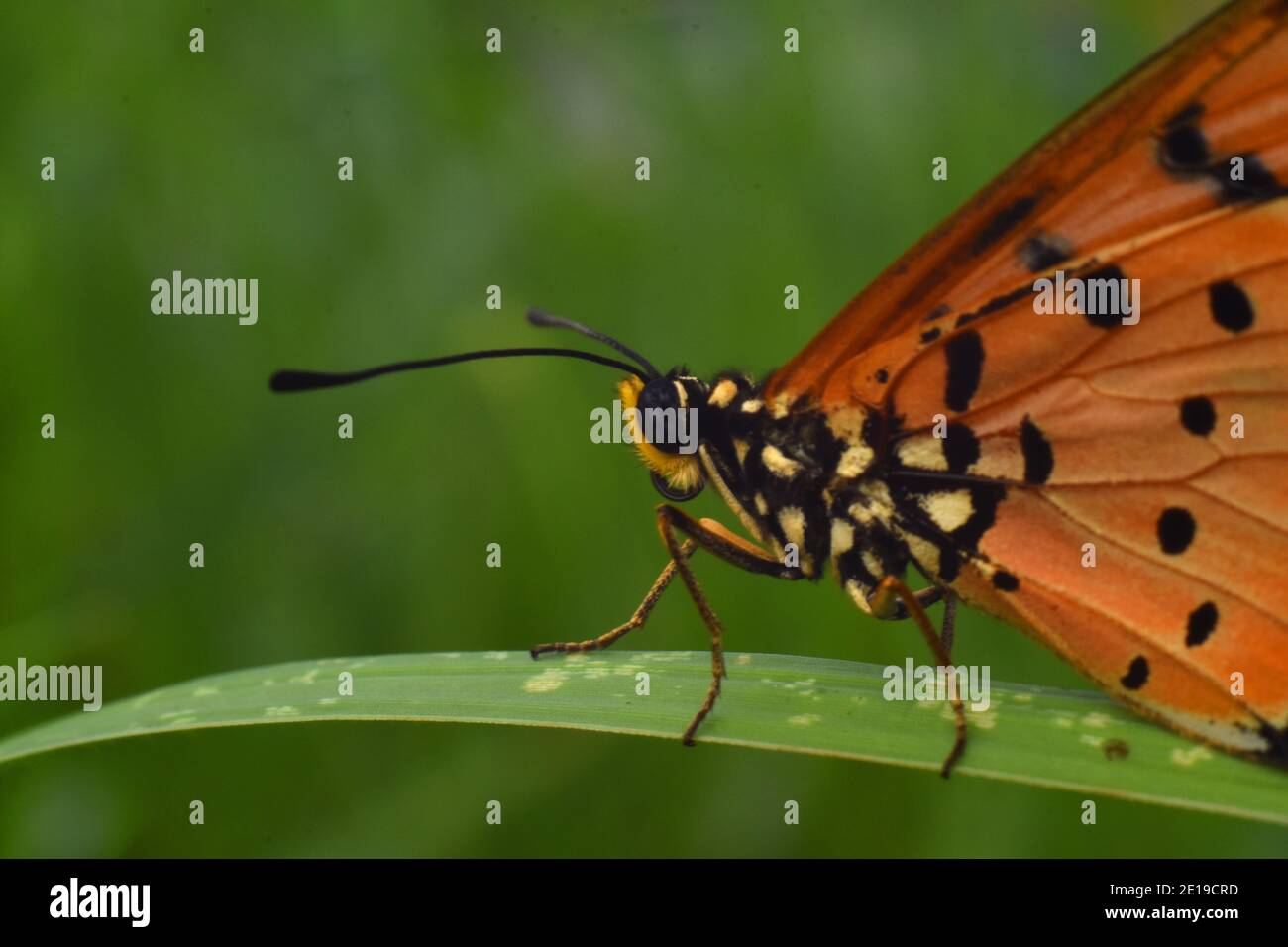 Primo piano vista della farfalla Tawny coster appollaiata sul verde erba Foto Stock