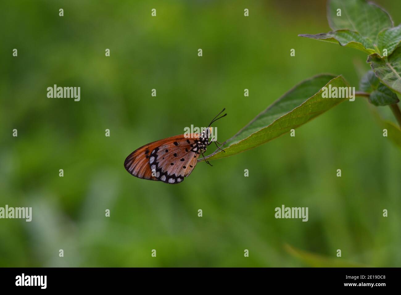 Farfalla di tawny coster appollaiata sulla punta della foglia Foto Stock