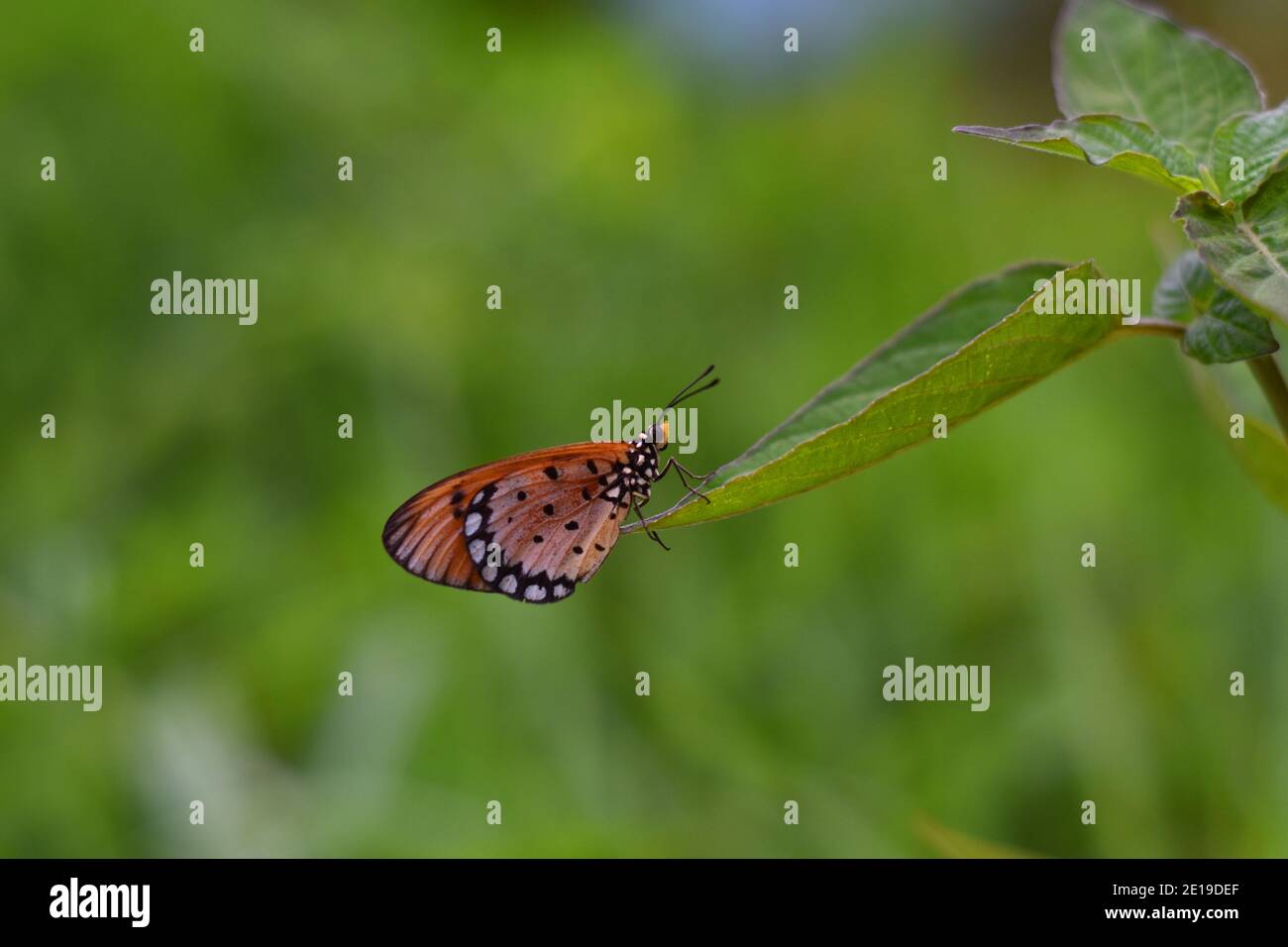 Farfalla di tawny coster appollaiata sulla punta della foglia Foto Stock