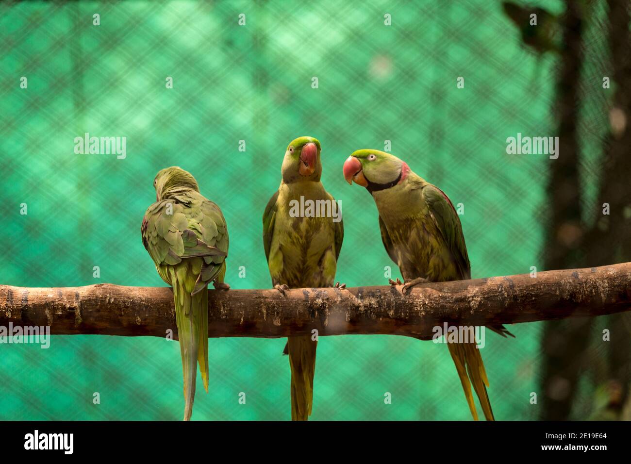 Tre pappagalli verdi (Psittacula eupria), conosciuti anche come pappagallo alessandrino visto nel giardino dello zoo di Mysore, distretto di Karnataka, India. Scattare foto Foto Stock
