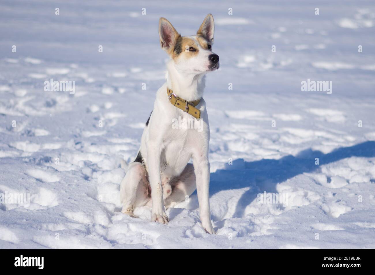 Ritratto di grande cane bianco misto di razza con macchie nere sedendosi solo su una neve fresca e guardando in su giorno invernale soleggiato Foto Stock