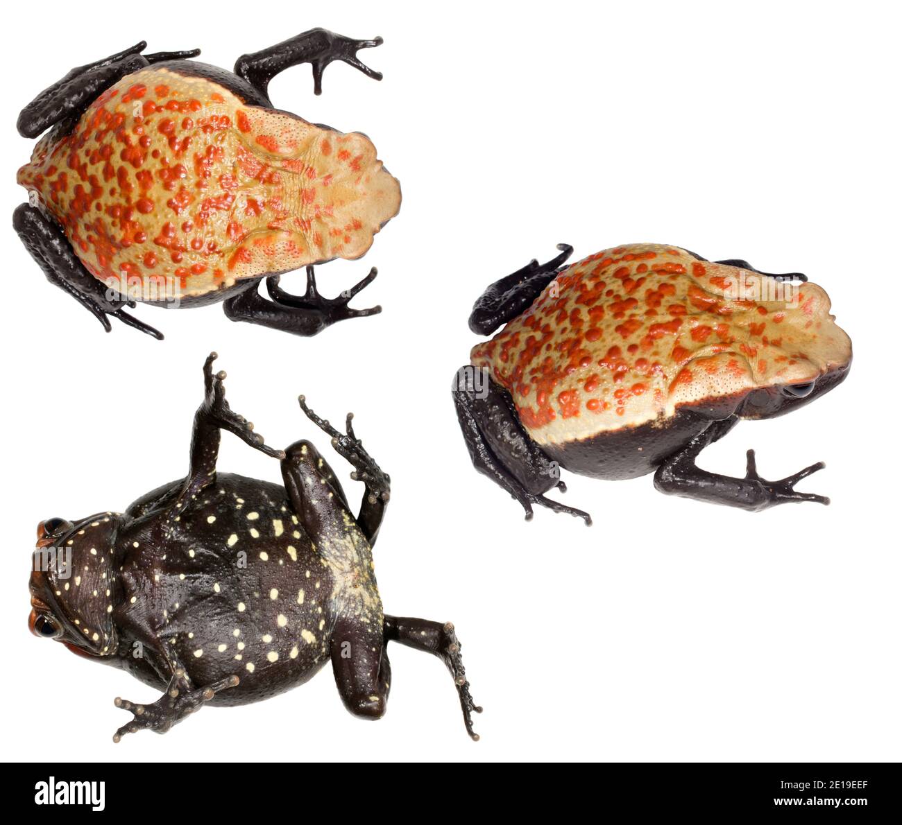 Chiazzata Toad (Rhaebo guttatus) dall'Amazzonia ecuadoriana Foto Stock