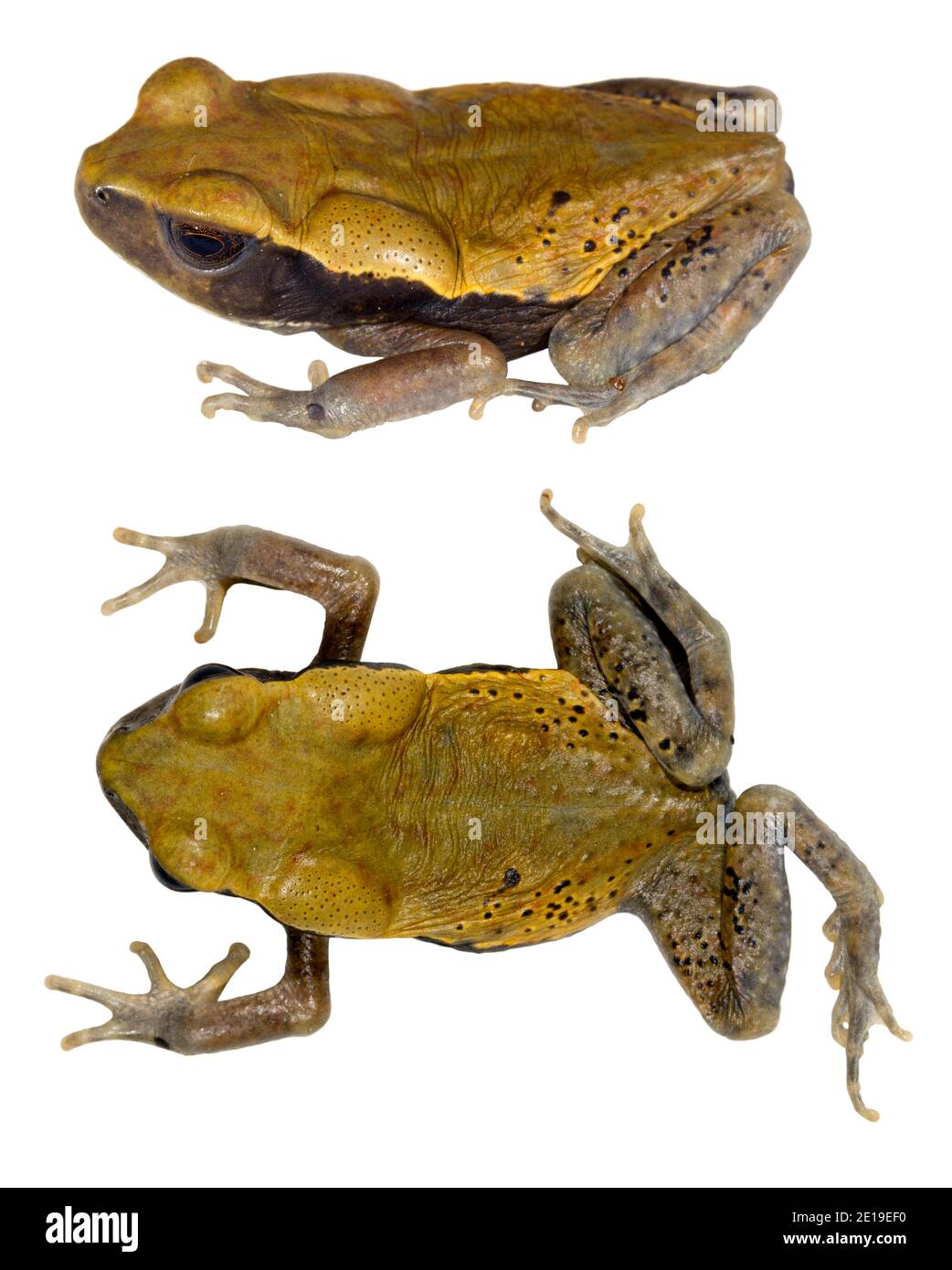 Capriolo ecuadorensis (Rhaebo ecuadorensis) Foto Stock