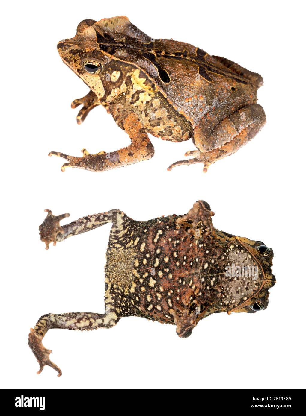 Crested Forest Toad (Rhinella margaritifera) dall'Amazzonia ecuadoriana Foto Stock