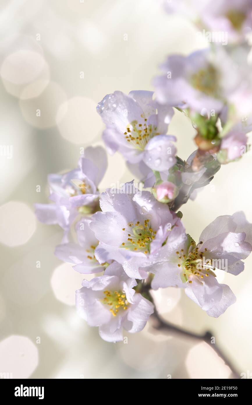 Prunus subhirtella, la ciliegia fiorente invernale. Primo piano su gemme e fiori. Flora sfondo. Messa a fuoco morbida, sfondo astratto. Aspetto monocromatico Foto Stock