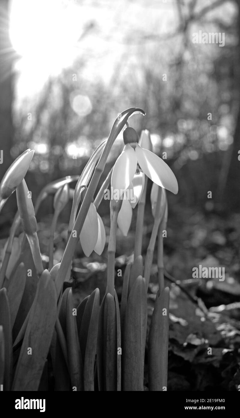 Nevicate o Galanthus nivalis alla luce del sole. Foto in bianco e nero del motivo dei fiori di primavera di Snowdrop. Foto Stock