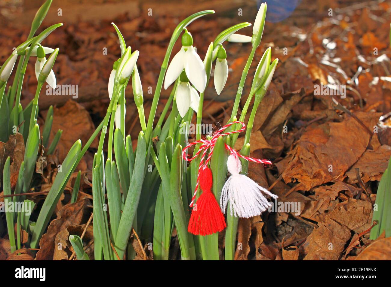 Nevicate con martenitsa rossa e bianca. Fiori e martisor bianchi. Primo marzo Baba Marta giorno con fiori di primavera e martenitsa. Foto Stock