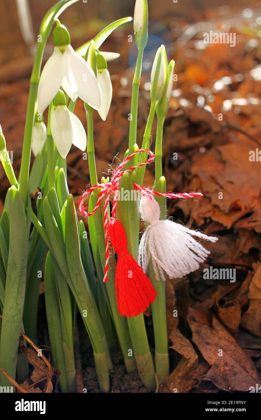 Nevicate con martenitsa rossa e bianca. Fiori e martisor bianchi. Primo marzo Baba Marta giorno con fiori di primavera e martenitsa. Foto Stock