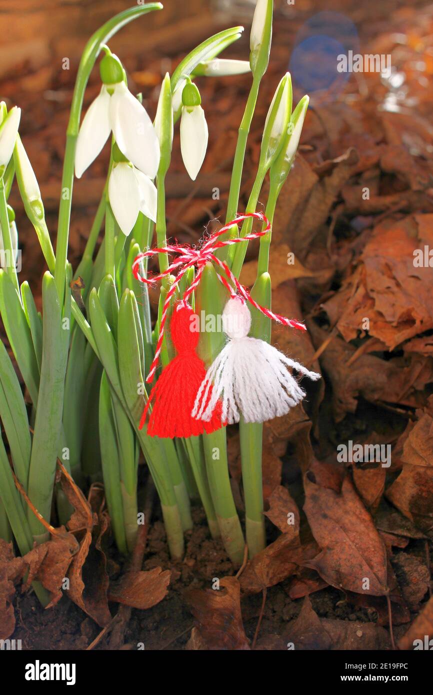 Nevicate con martenitsa rossa e bianca. Fiori e martisor bianchi. Primo marzo Baba Marta giorno con fiori di primavera e martenitsa. Foto Stock