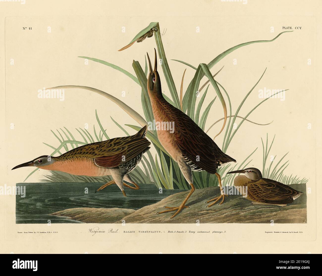 Plate 205 Virginia Rail from the Birds of America folio (1827–1839) di John James Audubon, immagine modificata ad alta risoluzione e di qualità Foto Stock