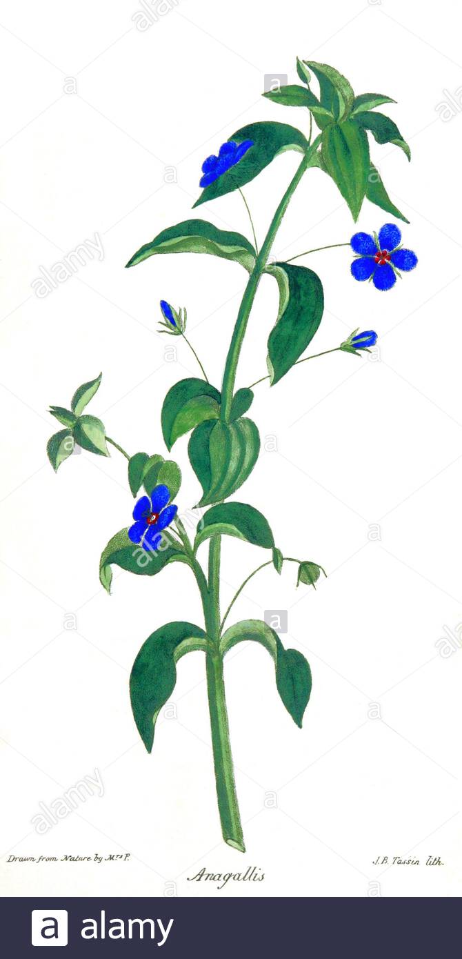 Pimpernel (Anagallis), illustrazione botanica d'annata del 1834 Foto Stock