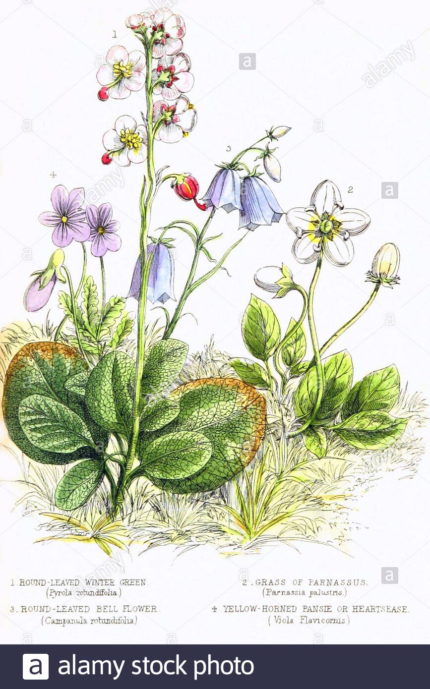 Wintergreen con foglie rotonde, erba di Parnaso, Pansie con cornici gialle, Bell flower con foglie rotonde, illustrazione botanica d'annata del 1861 Foto Stock