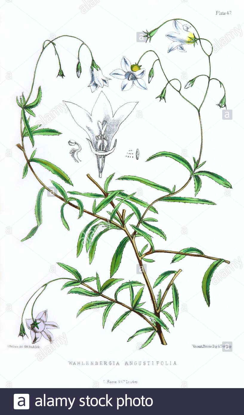 Wahlenbergia Angustifolia, illustrazione botanica d'annata del 1875 Foto Stock