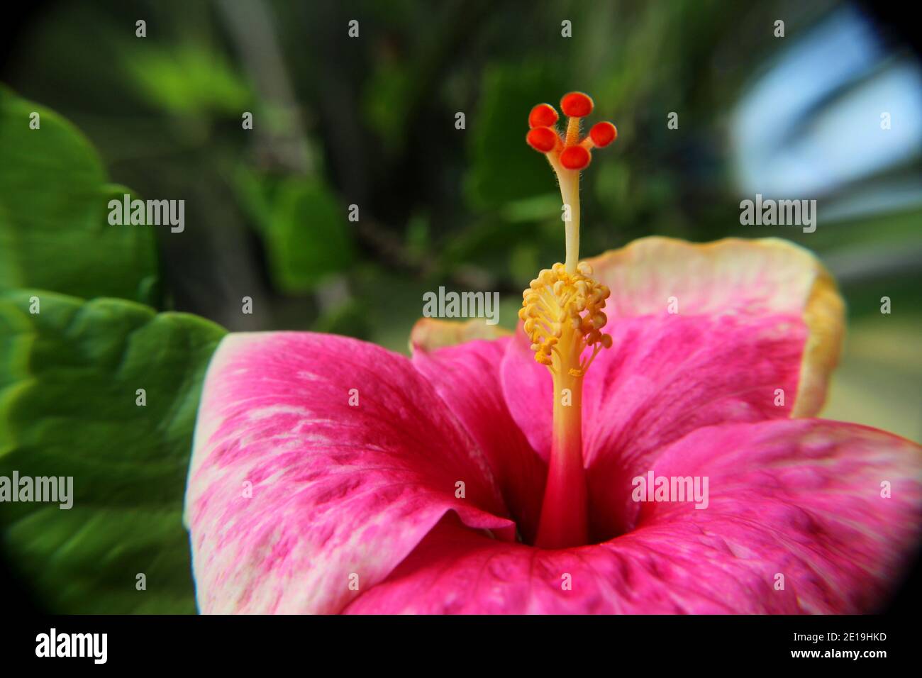 macro - vista ravvicinata del bellissimo fiore rosa delle scarpe - mallow di rosa - fiore di ibisco visto in una casa giardino in Sri Lank Foto Stock