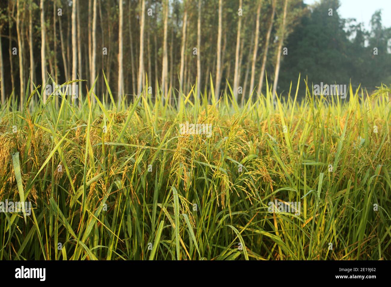 campo di riso india Foto Stock