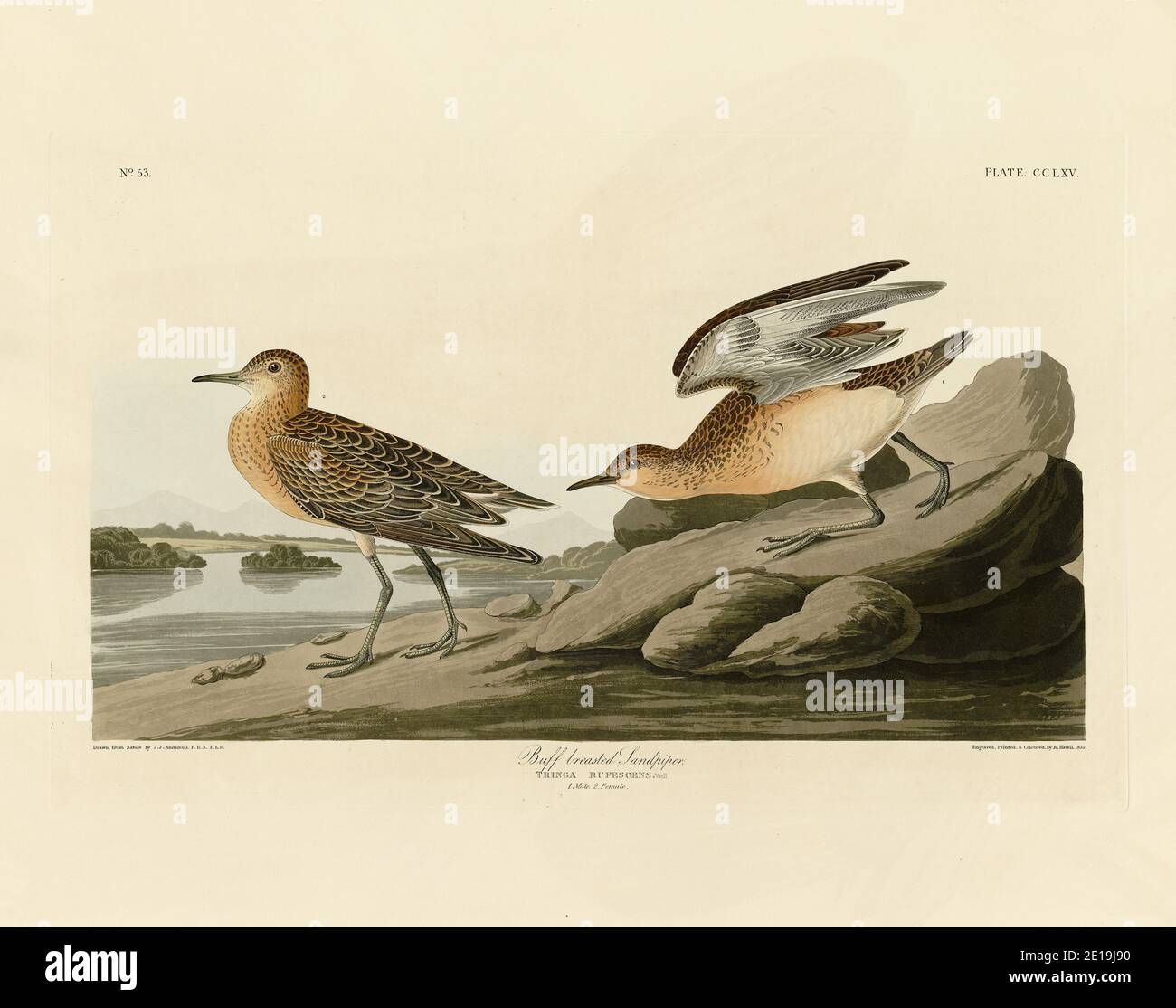 Plate 265 Buff Breasted Sandpiper from the Birds of America folio (1827–1839) di John James Audubon, immagine modificata ad altissima risoluzione Foto Stock