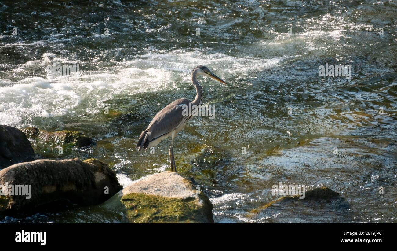 Airone grigio sulla caccia sul lungofiume Foto Stock