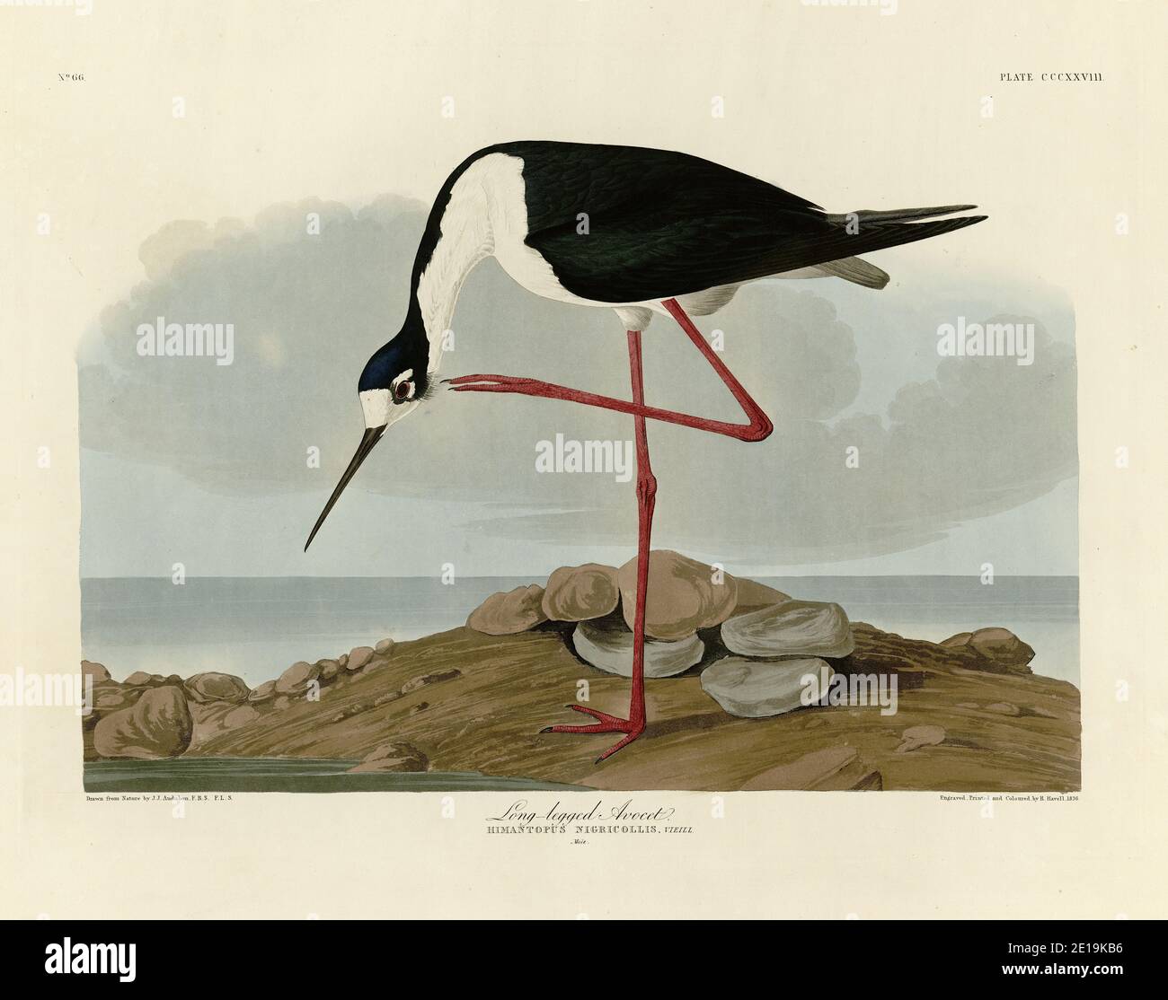 Placca 328 Avocet a gambe lunghe (Black-Neck Stilt) The Birds of America folio (1827–1839) di John James Audubon, altissima risoluzione e immagine di qualità Foto Stock