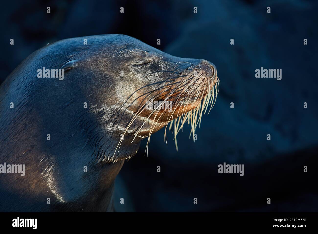 Leone mare testa ritratto Galapagos isole dell'Ecuador in america del sud Foto Stock