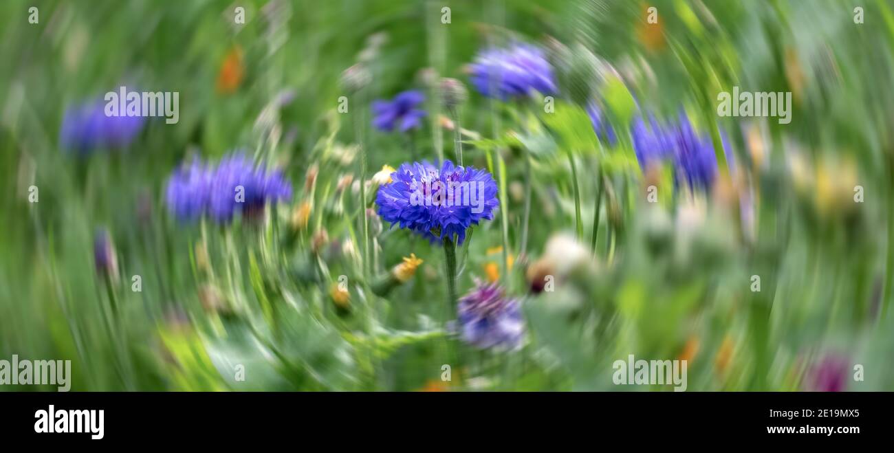 Fiori selvatici nell'erba, con sfocatura del movimento radiale sullo sfondo. Foto Stock
