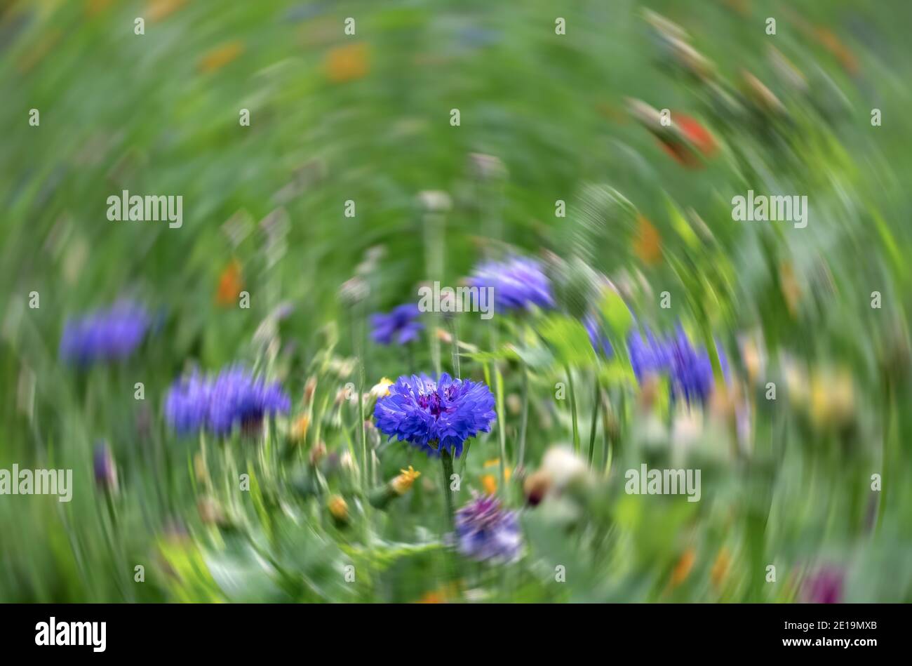 Fiori selvatici nell'erba, con sfocatura del movimento radiale sullo sfondo. Foto Stock