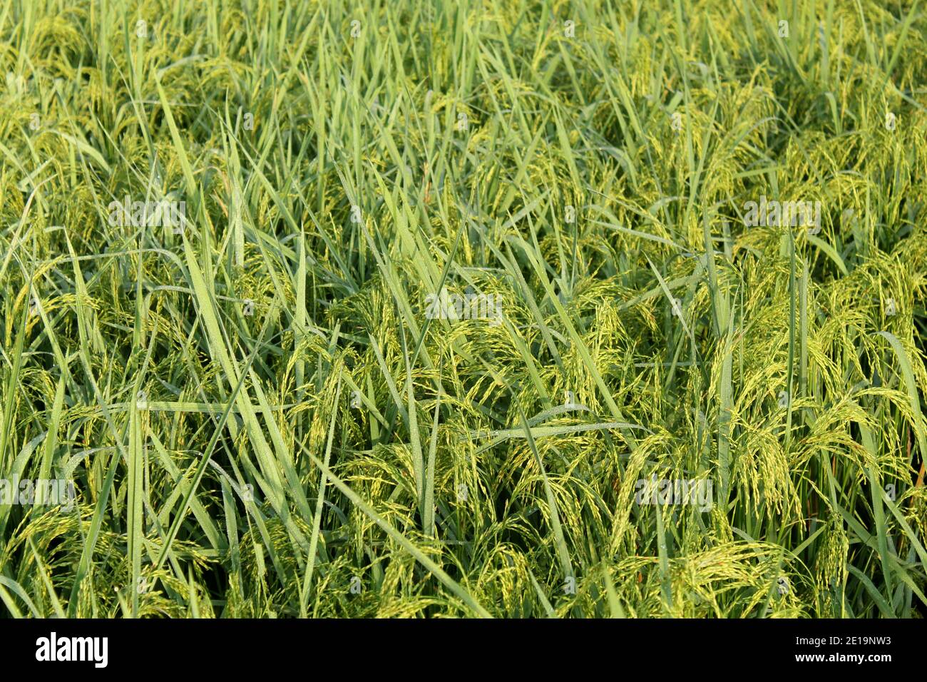 campo di riso india Foto Stock