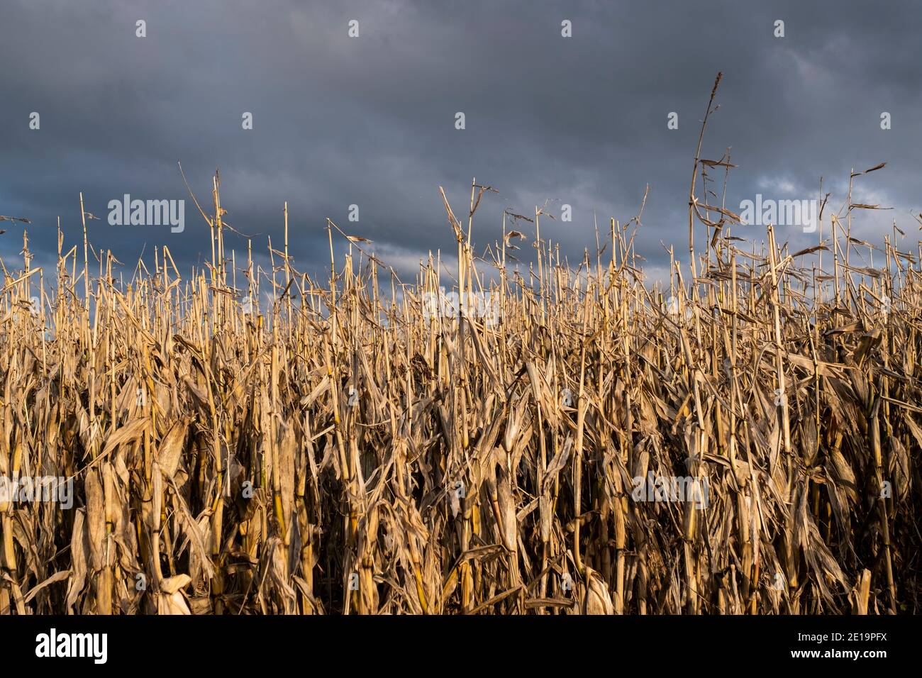 Un campo di mais marcio raccolto sotto il cielo scuro inverno, Warwickshire, Inghilterra. Foto Stock
