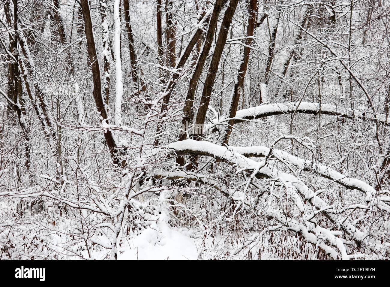 Inverno foresta, neve coperta alberi caduti. Natura dopo la nevicata, clima freddo Foto Stock