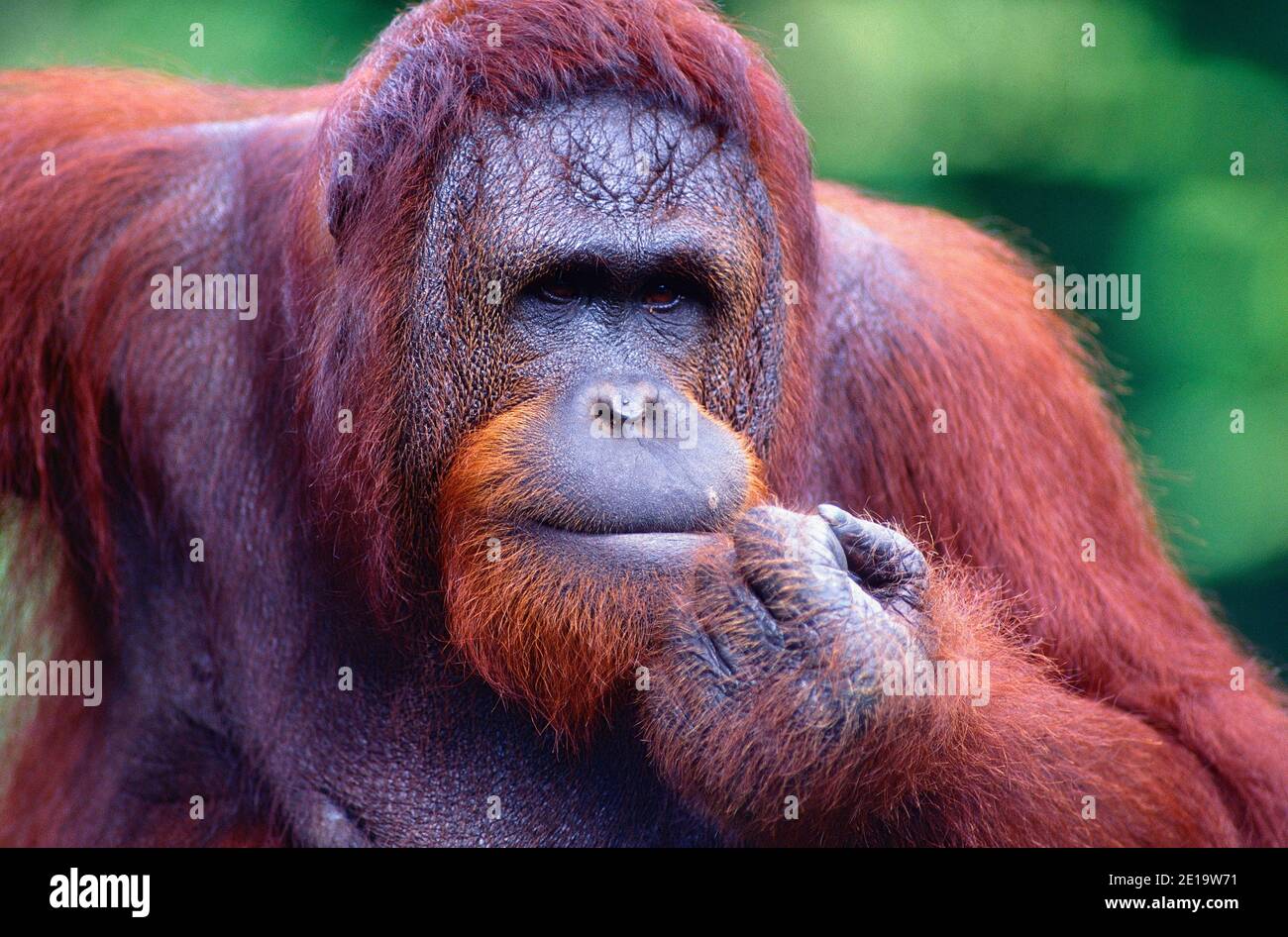 Orang Utan, Pongo pygmaeus, Hominidae, adulto, Ritratto, animale, mammifero, Zoo, Singapore Foto Stock