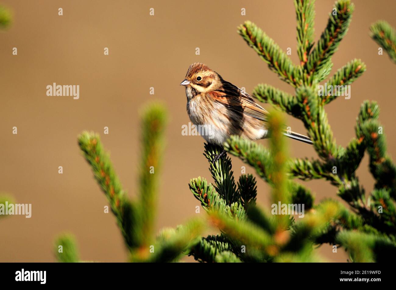 Comune di Reed Bunting, Emberiza schoeniclus, Emberizidae, sulla migrazione, uccello, animale, Seeberge, Alpi, vicino Ancervi, Cantone di Graubünden, Svizzera Foto Stock