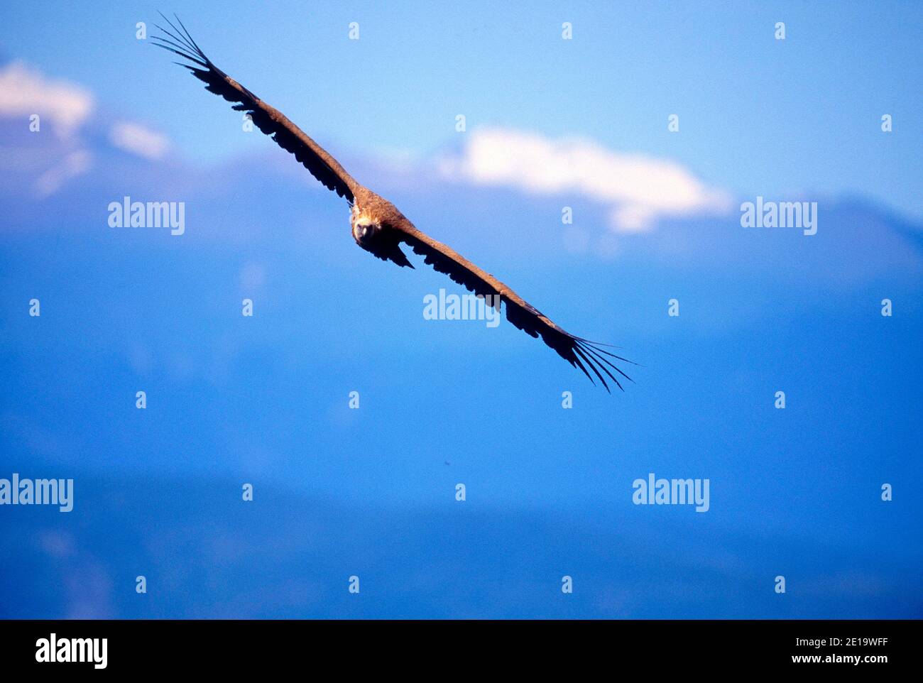 Griffon Vulture, Gyps fulvus, Accipitridae, in volo, uccello, animale, Pirenei, Spagna Foto Stock
