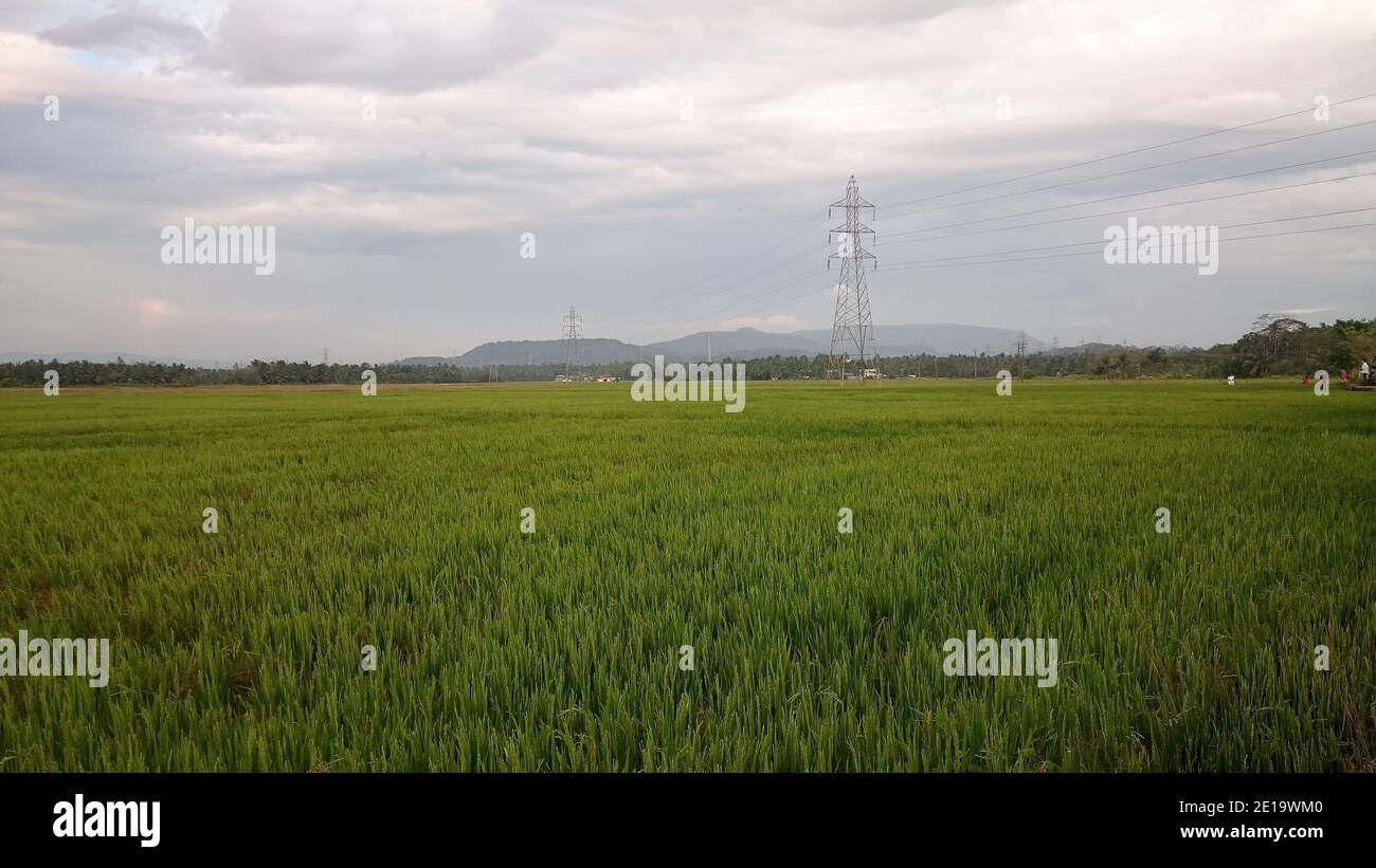 Vista panoramica del verde Paddy Field in Kerala Foto Stock