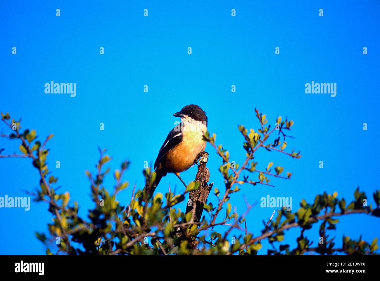 Boubou meridionale, Laniarius ferrugineus, Malaconotidae, uccello, animale, Parco Nazionale degli Elefanti di Addo, Sudafrica Foto Stock