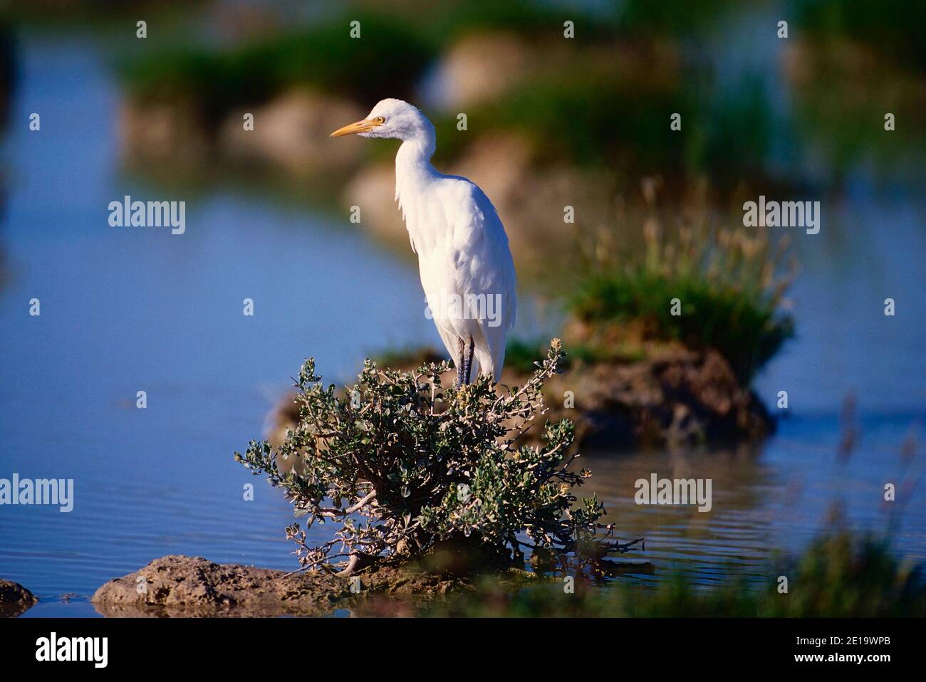 Bovini Egret, Bubulcus ibis, Ardeidae, piumaggio non riproduttore, uccello, animale, Etosha National Park, Namibia Foto Stock