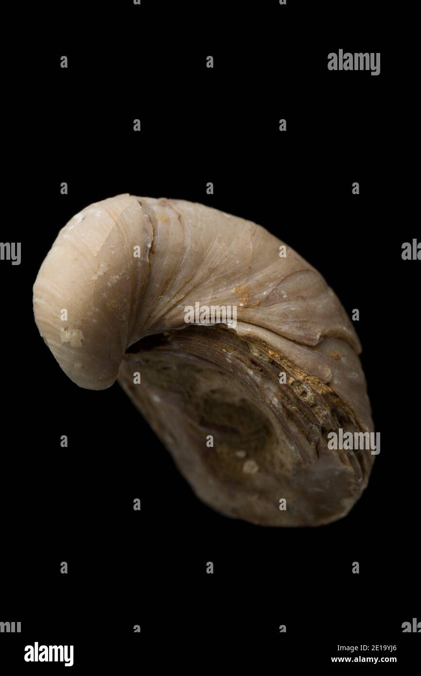 Un esempio di un fossile di Toenail del Diavolo, o Gryphaea, che era un tipo di ostriche della famiglia Gryphaeidae. Questo è stato raccolto in un campo arato. Foto Stock