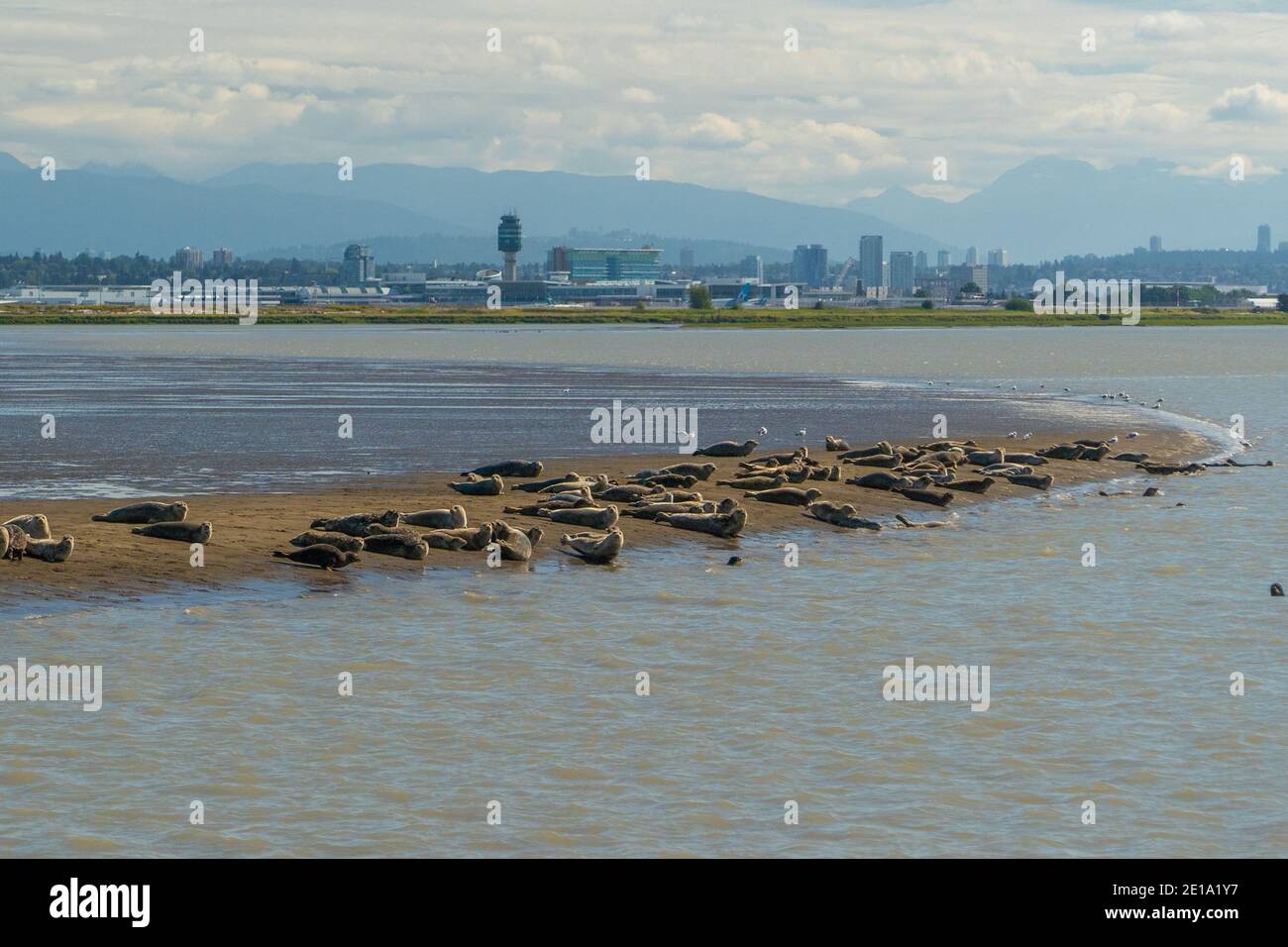 Le foche del porto riposano su un banco di sabbia di fronte all'Aeroporto Internazionale di Vancouver in Richmond, BC. Foto Stock
