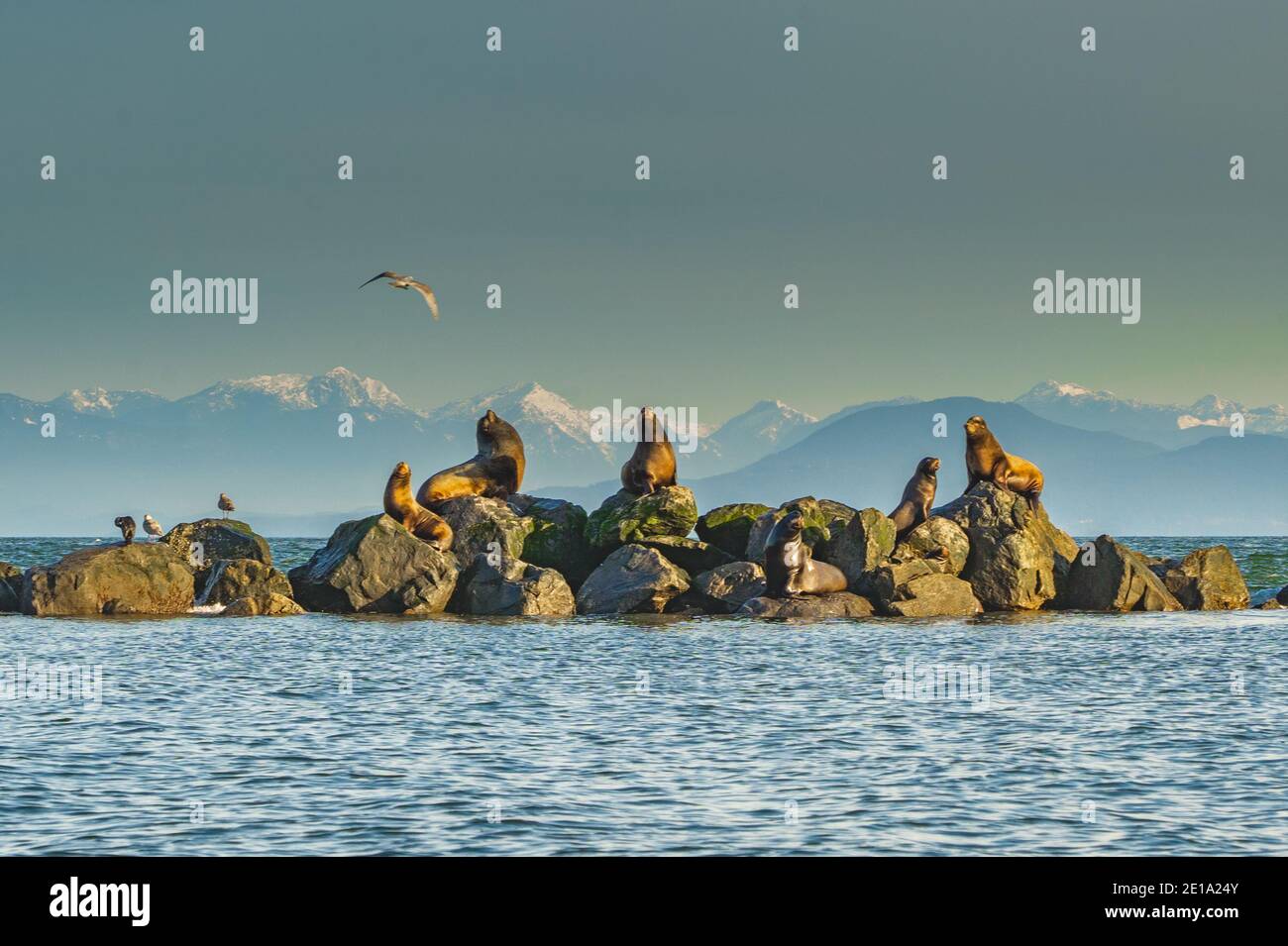 Una colonia di leoni marini Steller ( Eumetopias jubatus ) che si scalda al sole la mattina d'inverno nel delta del fiume Fraser nella zona metropolitana di Vancouver. Foto Stock