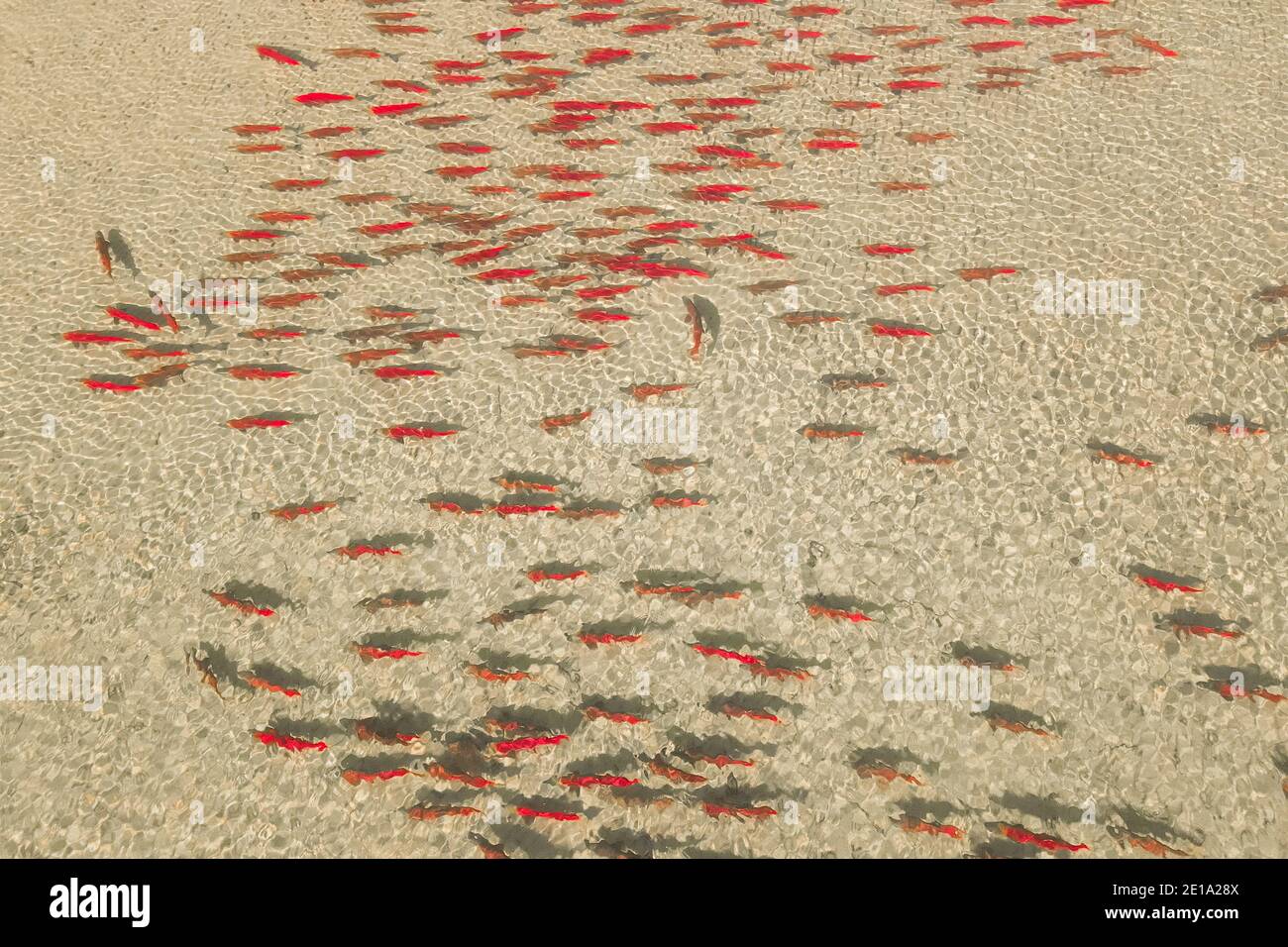 Una scuola di salmone Sockeye in pieno colore da riproduzione nuotando in una barra di sabbia nella Fraser Valley. Foto Stock