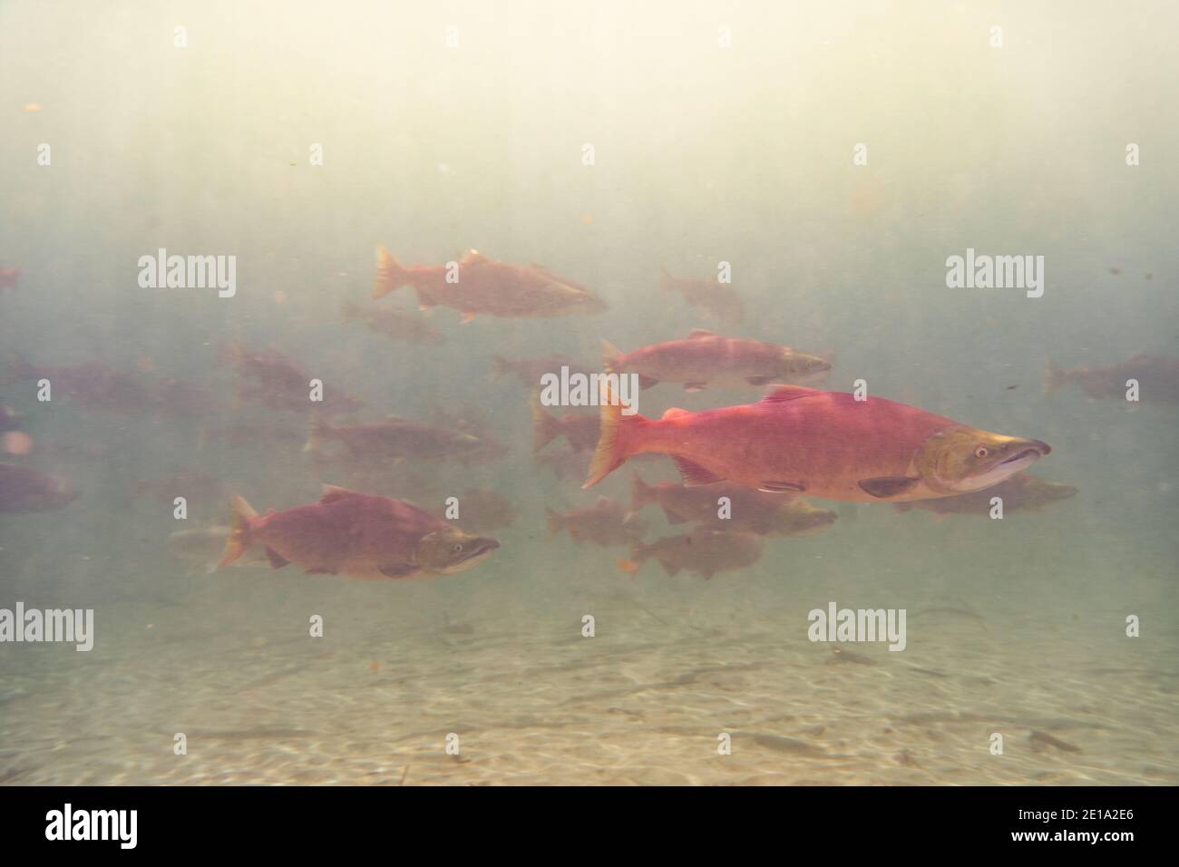 Una scuola di salmone Fraser River Sockeye in tutti i loro colori di riproduzione. Foto Stock
