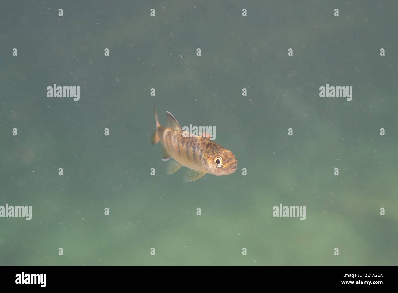 Un giovane salmone Coho nelle acque pulite dell'alto fiume Chilliwack, nella Fraser Valley, British Columbia, Canada. Foto Stock