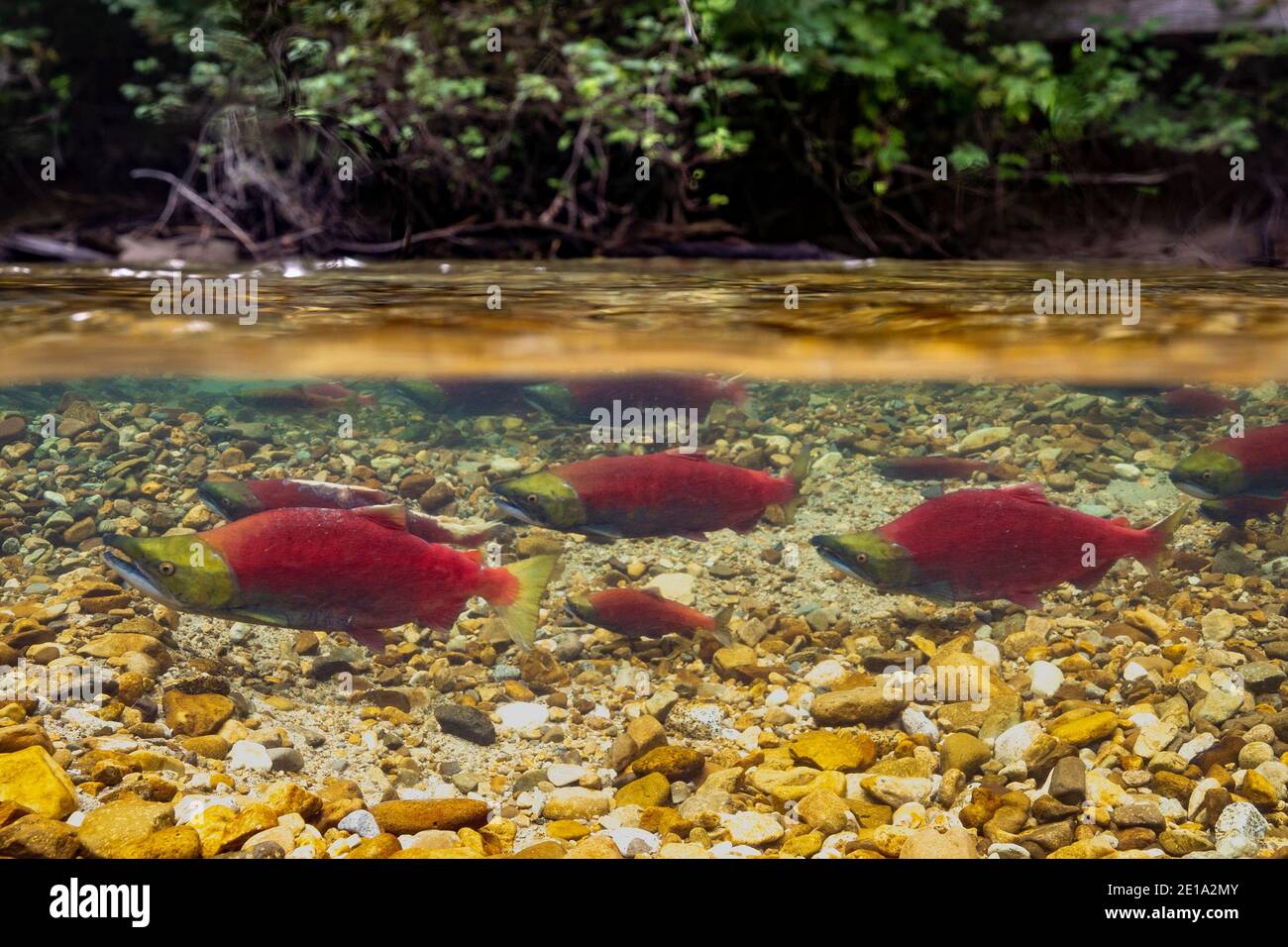 Quattro salmoni sockeye e salmone kokanee nei loro terreni di riproduzione nella barra di ghiaia su un torrente alpino. Foto Stock