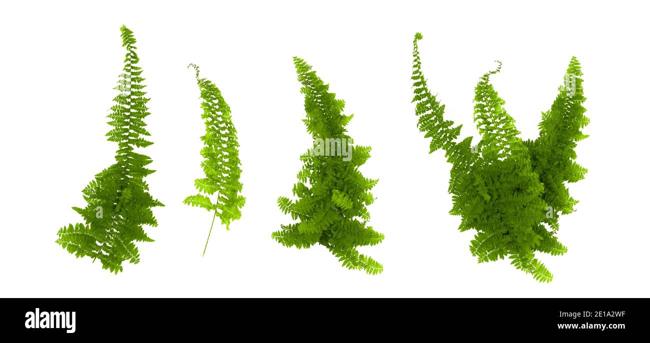 foglie di fern, fogliame isolato su sfondo bianco Foto Stock