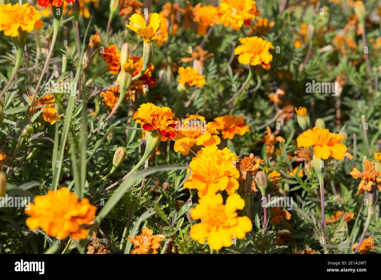 Fiore arancione di calendula con un'ape. Occupa l'intera superficie dell'immagine. Primo piano. Foto Stock