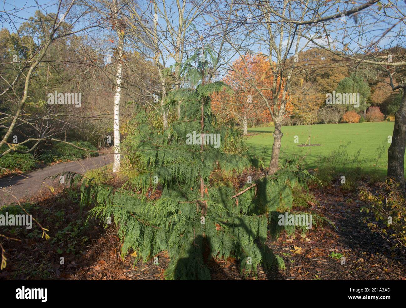 Autunno Foliage di un albero di cipresso di Nootka piangente Evergreen (Xanthocyparis nootkatensis 'Pendula') che cresce in un giardino nel Devon Rurale, Inghilterra, Regno Unito Foto Stock