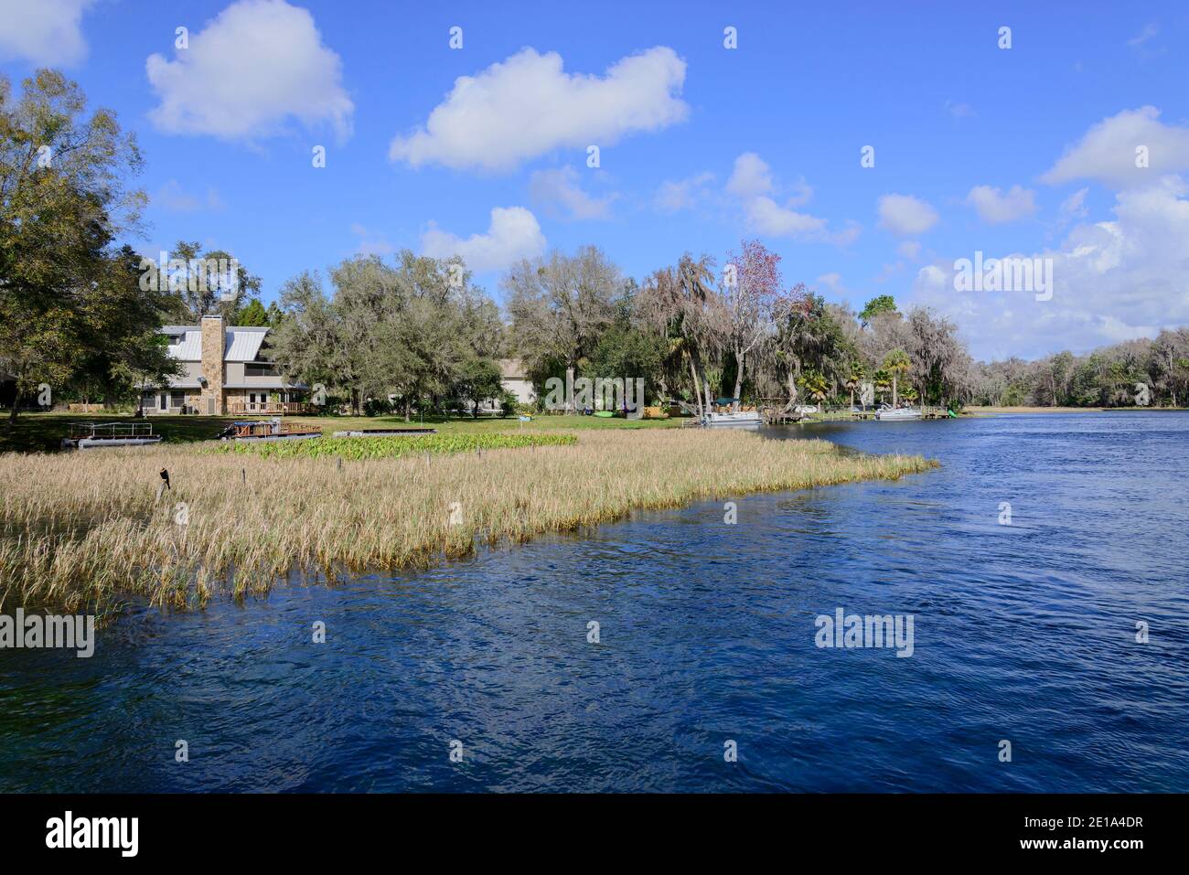 Riva del fiume da Rainbow River, Dunnellon, Marion County, Florida, Stati Uniti Foto Stock